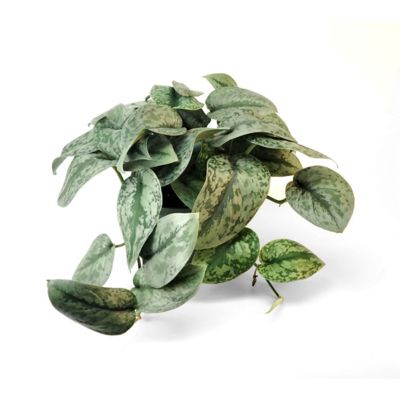 National Plant Network 6 in. Potted Silver Satin Pothos Plant