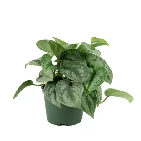 National Plant Network Silver Satin Pothos Plant in 6" Pot Succulents & House Plants