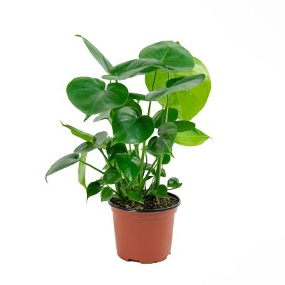 National Plant Network 6 in. Swiss Cheese Plant