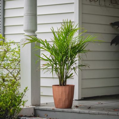 National Plant Network 2.5 qt. Majesty Palm Plant