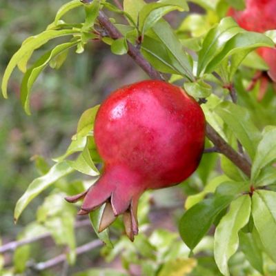 Image showing  5.5 in. Potted Dwarf Pomegranate Plant