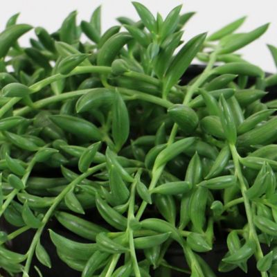 Image showing  4 in. String of Bananas Plants, 2 pc., Plant with Purpose