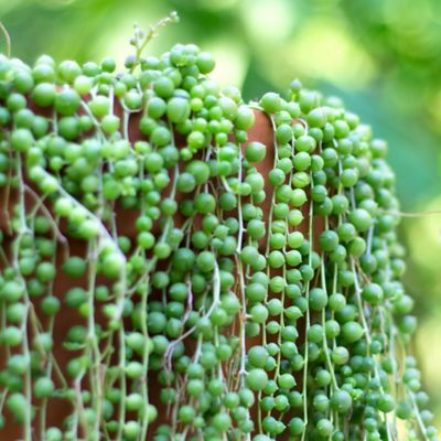 National Plant Network 4 in. String of Pearls Plants, 2 pc.