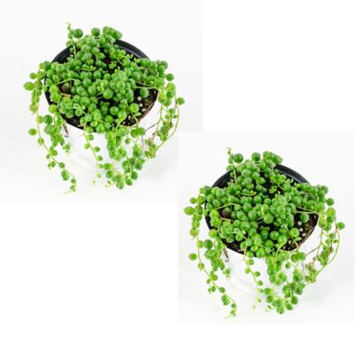 Image showing  4 in. String of Pearls Plants, 2 pc.
