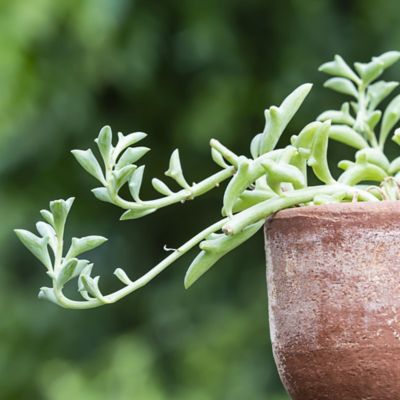 Image showing  Dolphin Plants, 2 pc.