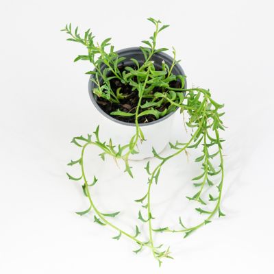 Image showing  Dolphin Plants, 2 pc.