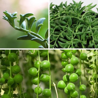 National Plant Network 4 in. String Theory Plant Collection, 3 pc.