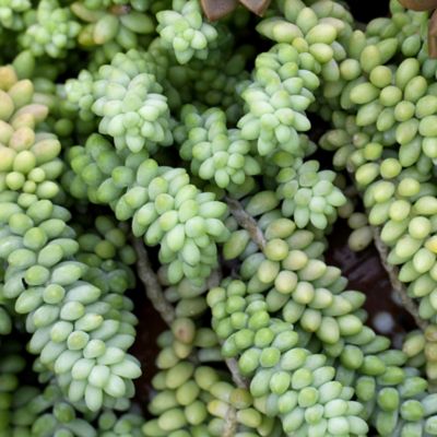 National Plant Network 4 in. Trailing Burrito Sedum Plants, 2 pc.