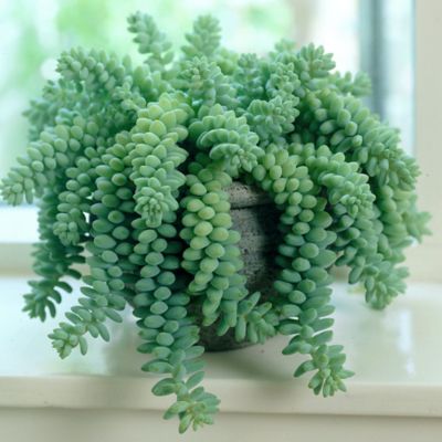 Image showing  4 in. Potted Trailing Burrito Sedum House Plants, 2 pc.