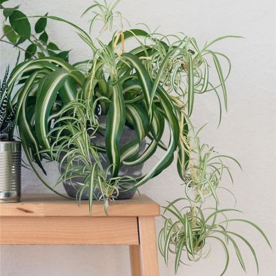 Image showing  4 in. Spider Plants, Plant with Purpose, 2 pc.