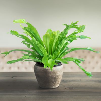 National Plant Network Green Flame Fern 2 Pc Plant With Purpose Tsc7244 At Tractor Supply Co