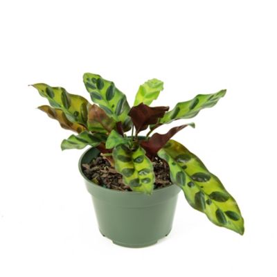 National Plant Network 4 in. Rattlesnake Calathea Plants, 2 pc.
