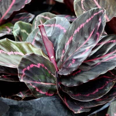 National Plant Network 4 in. Dottie Calathea Plants, 2 pc.