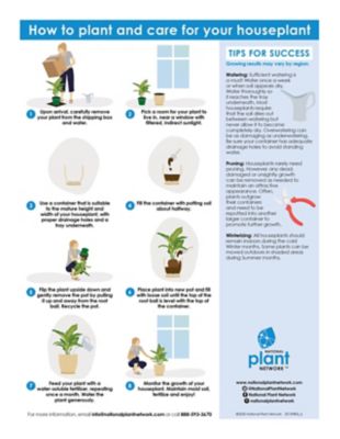Image showing  4 in. Dottie Calathea Plants, 2 pc.