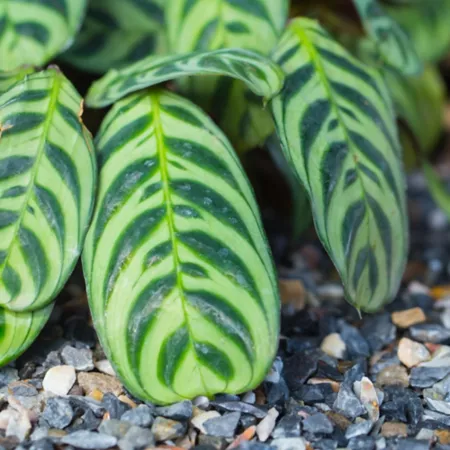 National Plant Network 4" Fishbone Prayer Calathea Plants 2 Count. Succulents & House Plants