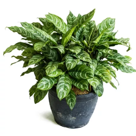 National Plant Network 4" Maria Chinese Evergreen Plants 2 Count. Succulents & House Plants