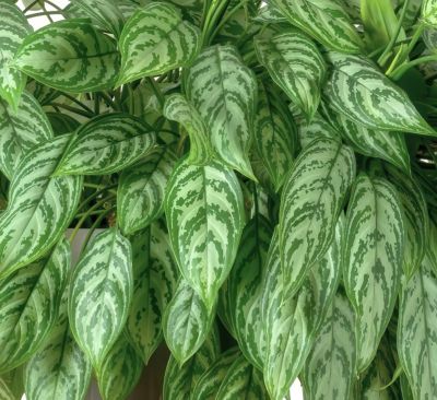 Image showing  4 in. Potted Maria Chinese Evergreen Plants, 2 pc.