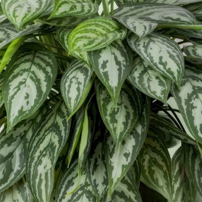 Image showing  4 in. Potted Maria Chinese Evergreen Plants, 2 pc.