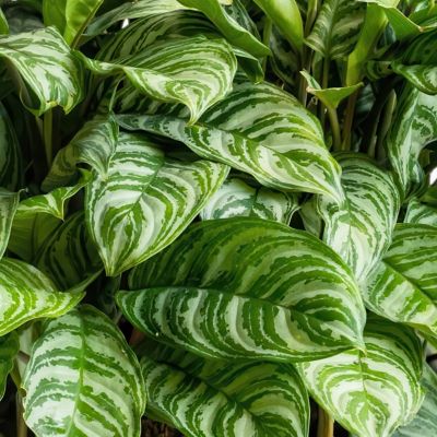 Image showing  4 in. Potted Maria Chinese Evergreen Plants, 2 pc.