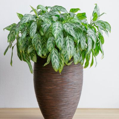 Image showing  4 in. Potted Maria Chinese Evergreen Plants, 2 pc.