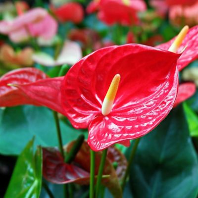 National Plant Network 6 in. Fire Glow Anthurium Plant