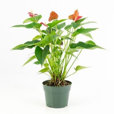 Image showing  6 in. Fire Glow Anthurium Plant