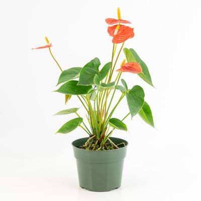 Image showing  6 in. Aren't you Orange Anthurium Plant