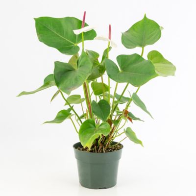 Image showing  6 in. White Heart Anthurium Plant