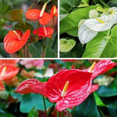 National Plant Network 6 in. Anthurium Plant Collection, 3 pc.