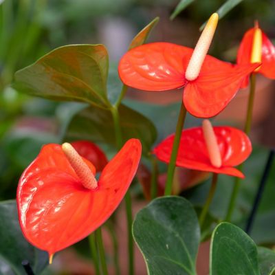 Image showing  6 in. Potted Anthurium House Plant Collection, 3 pc.