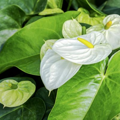 Image showing  6 in. Potted Anthurium House Plant Collection, 3 pc.