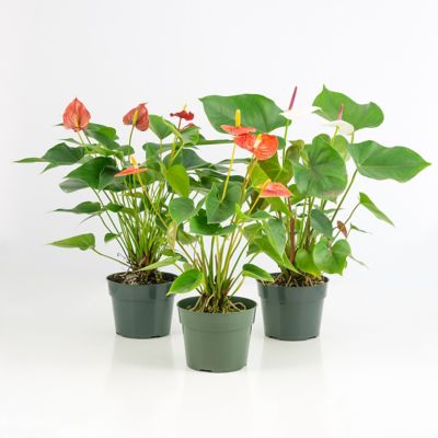Image showing  6 in. Potted Anthurium House Plant Collection, 3 pc.