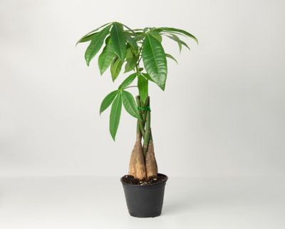 National Plant Network Braided Money Tree Plant With Purpose Tsc7270 At Tractor Supply Co