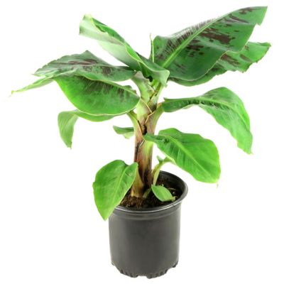 National Plant Network 2.5 qt. Little Prince Banana Plant, Plant with Purpose