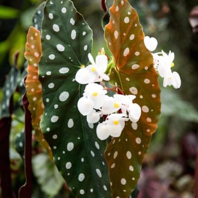 Image showing  4 in. Potted Polka Dot Begonia House Plants, 2 pc.