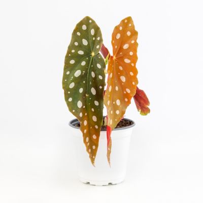 Image showing  4 in. Potted Polka Dot Begonia House Plants, 2 pc.