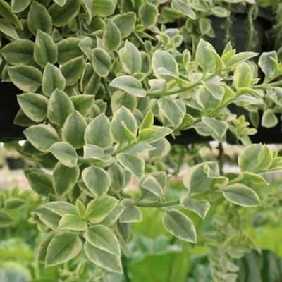 Image showing  5.5 in. Dorotheanthus House Plant, Plant with Purpose