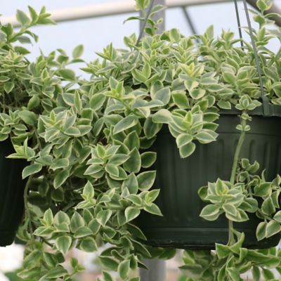 Image showing  5.5 in. Dorotheanthus House Plant, Plant with Purpose