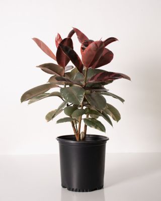 National Plant Network 2.5 qt. Ruby Ficus Robusta Rubber Tree Plant, Plant with Purpose, 1 pc.