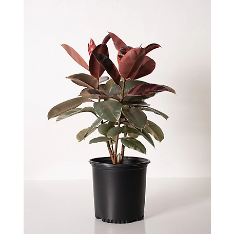 National Plant Network 2.5 qt. Ficus Robusta Ruby Rubber Tree Plant, Plant with Purpose