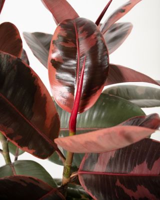 Image showing  2.5 qt. Ruby Ficus Robusta Rubber Tree Plant, Plant with Purpose, 1 pc.