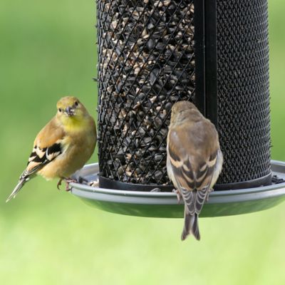 Image showing  Dual Mesh Seed Bird Feeder, 2.85 lb. Capacity