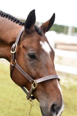 Image showing 8 th Huntley Equestrian Leather Triple-Stitched Horse Halter
