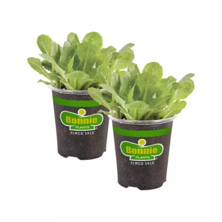 Bonnie Plants 19.3 oz Potted Green Romaine Lettuce Plants 2 Pack Vegetable Plants