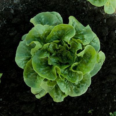 Image showing  19.3 oz. Potted Green Romaine Lettuce Plants, 2 pk.