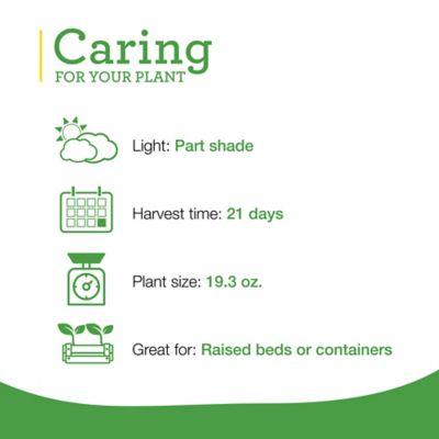 Image showing  19.3 oz. Potted Green Romaine Lettuce Plants, 2 pk.