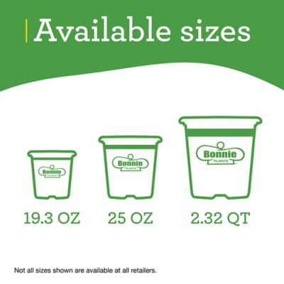 Image showing 5 th Bonnie Plants 19.3 oz. Potted Green Romaine Lettuce Plants, 2 pk.