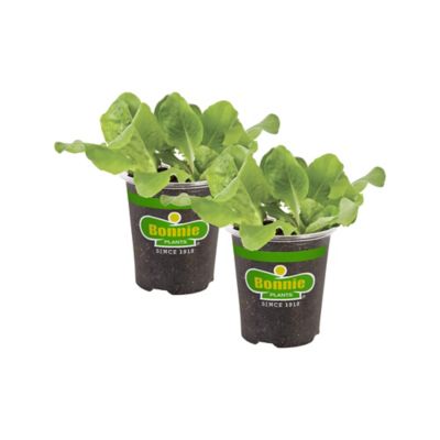 Bonnie Plants 19.3 oz. Buttercrunch Lettuce Plants, 2-Pack