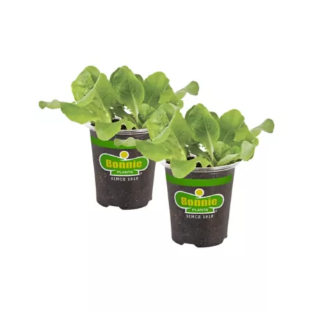 Bonnie Plants 19.3 oz Potted Buttercrunch Lettuce Plants 2 Pack Vegetable Plants