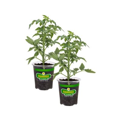 Bonnie Plants 19.3 oz. Better Boy Tomato Plants, 2-Pack